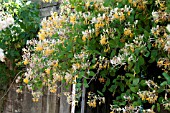 LONICERA ETRUSCA SUPERBA AGM