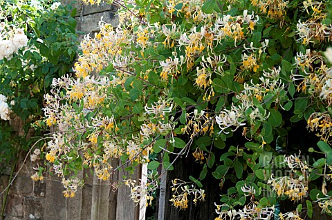 LONICERA_ETRUSCA_SUPERBA_AGM