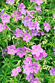 GERANIUM CLARKEI KASHMIR PURPLE