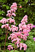 RODGERSIA PINNATA SUPERBA