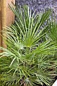 CHAMAEROPS HUMILIS