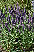 NEPETA TUBEROSA