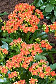 KALANCHOE AFRICAN FLAME