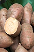 SWEET POTATO