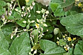 ECBALLIUM ELATERIUM, SQUIRTING CUCUMBER