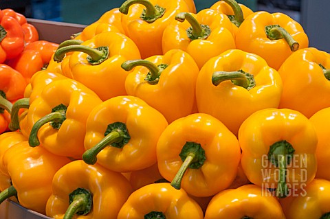 YELLOW_SWEET_PEPPERS