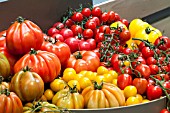 TOMATOES MIXED