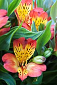 ALSTROEMERIA LUCERO