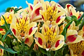 ALSTROEMERIA BALI