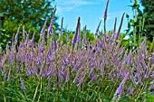 VERONICASTRUM VIRGINICUM LAVENDELTURM