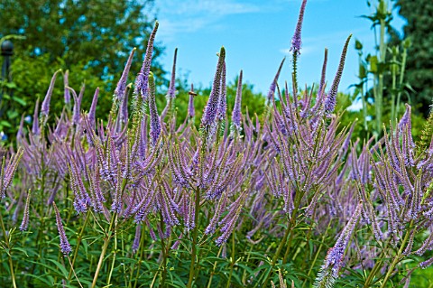 VERONICASTRUM_VIRGINICUM_LAVENDELTURM