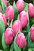 TULIPA ACE PINK