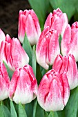 TULIPA DELTA CHIC