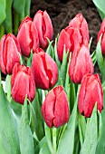 TULIPA DELTA RED