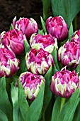 TULIPA PURPLE EXOTIC