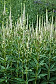 VERONICASTRUM VIRGINICUM ROSEUM