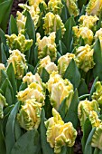 TULIPA YELLOW WEBER