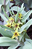 FRITILLARIA SEWERZOWII GREEN EYES