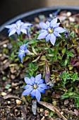 GENTIANA SYRINGEA