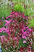 GAURA SURROUNDED WITH PINKS AND LAVANDULA