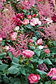 ROSES INTERPLANTED WITH ASTILBES