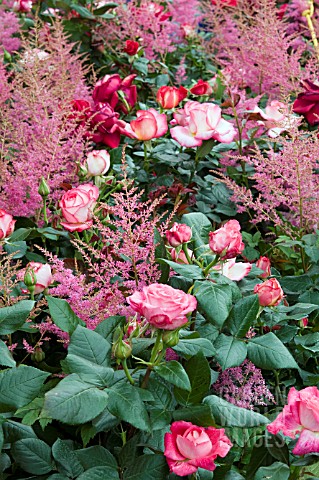 ROSES_INTERPLANTED_WITH_ASTILBES
