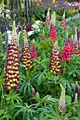 LUPINS MIXED