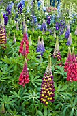 LUPINS MIXED