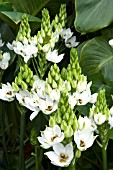 ORNITHOGALUM THYRSOIDES (CHINCHERINCHEE)