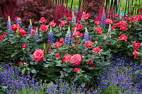 ROSES_INTERPLANTED_WITH_LUPINS