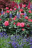 ROSES INTERPLANTED WITH LUPINS