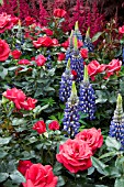 ROSES INTERPLANTED WITH LUPINS