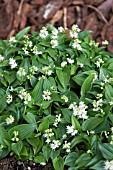 MAIANTHEMUM BIFOLIUM YAKUSHIMA