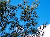 CASUARINA EQUISETIFOLIA