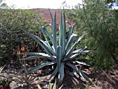 AGAVE AMERICANA AGM