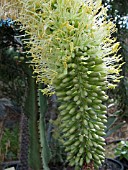 AGAVE ATTENUATA