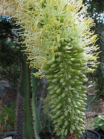 AGAVE_ATTENUATA