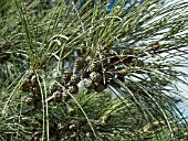 CASUARINA EQUISETIFOLIA