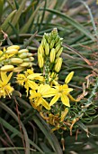 BULBINELLA FLORIBUNDA  SYN ANTHERICUM FLORIBUNDUM