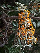 BUDDLEJA MADAGASCARIENSIS AGM