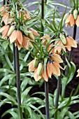 FRITILLARIA EARLY FANTASY