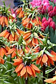 FRITILLARIA ORANGE BEAUTY