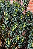 EUPHORBIA NICAEENSIS SUBSP GLAREOSA