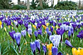 CROCUS IN GRASS