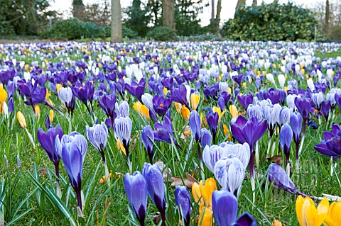 CROCUS_IN_GRASS