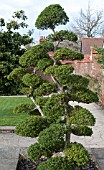 TOPIARY CLOUD -  ILEX CRENATA KIMME