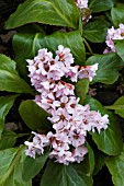 BERGENIA APPLE BLOSSOM