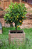 X CITROFORTUNELLA MICROCARPA  SYN CITRUS MITIS