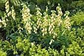 DIGITALIS GRANDIFLORA AGM  SURROUNDED WITH ALCHEMILLA MOLLIS