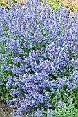 NEPETA SIX HILLS GIANT